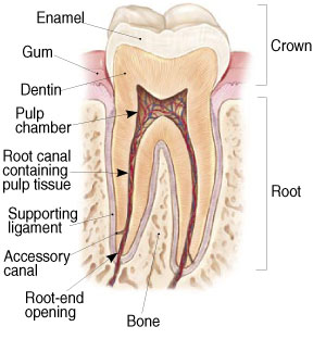 Non-surgical Endodontic Treatment